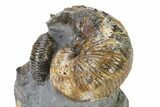 Iridescent Ammonite (Hoploscaphites) Fossil - Montana #316574-2